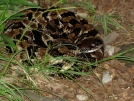 Timber Rattler by skymom in Snakes