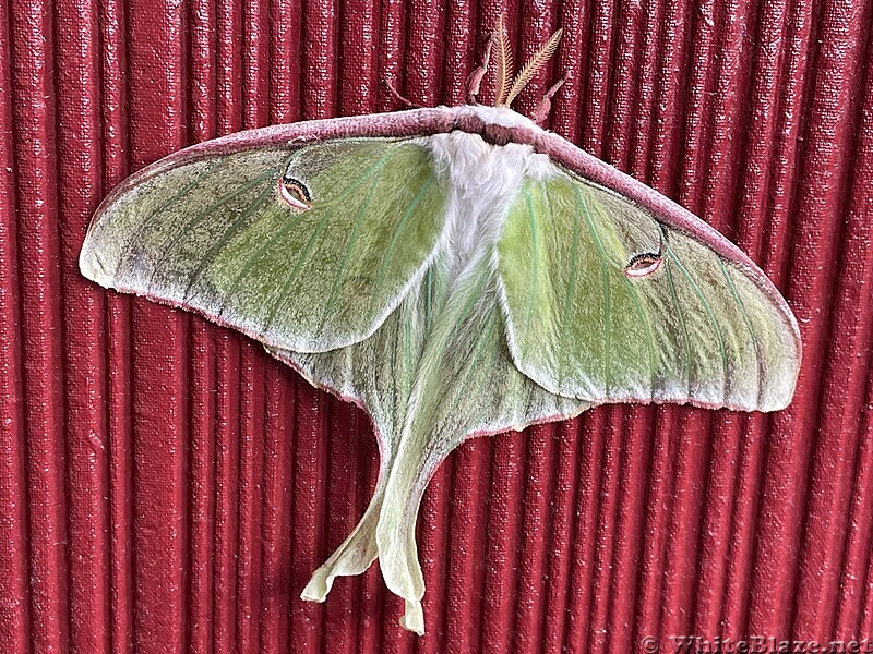 Luna Moth