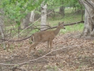 Deer near Big Meadows Lodge by EarlyBird2007 in Views in Virginia & West Virginia