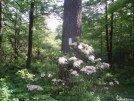 Mountain Laurel in bloom in southern PA, 6 -6-07 by EarlyBird2007 in Trail & Blazes in Maryland & Pennsylvania