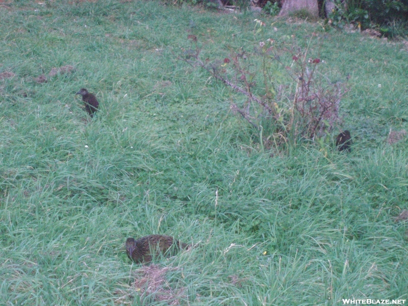 Family Of Wekas At Noeline's