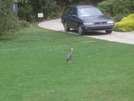 Heron, Camp Bay Qct by EarlyBird2007 in Other Trails