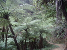 Rainforest Qct by EarlyBird2007 in Other Trails