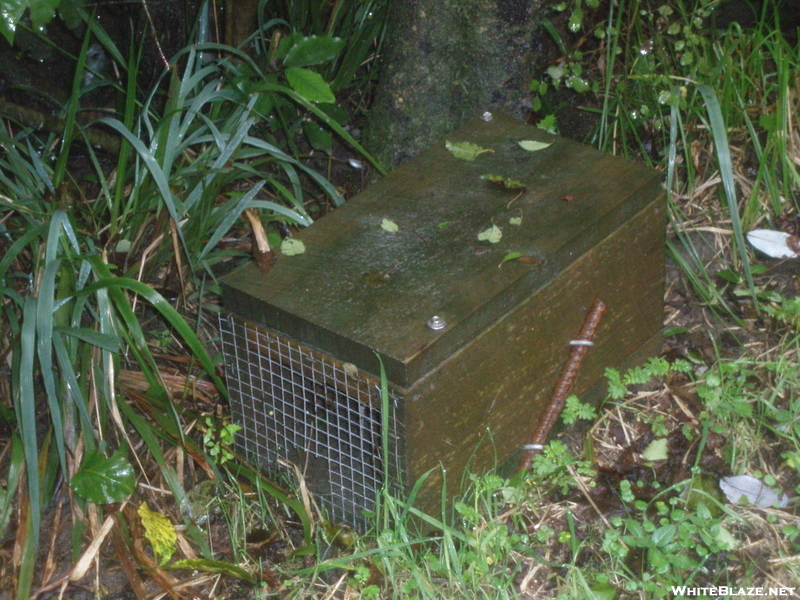 Stoat Trap Mt