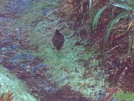 Weka Near Mintaro Hut Mt # 1