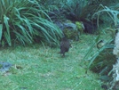 Weka Near Mintaro Hut Mt #2