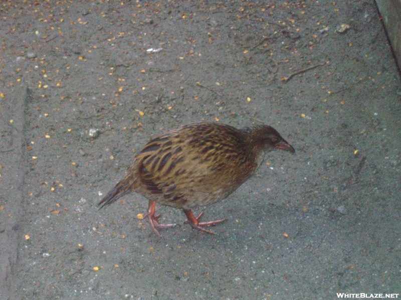 Weka Day 4 Mt #1