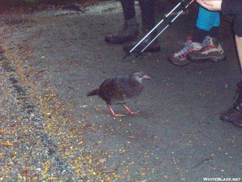 Weka Day 4 Mt #2