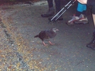 Weka Day 4 Mt #2