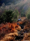 Grayson Highlands ponies