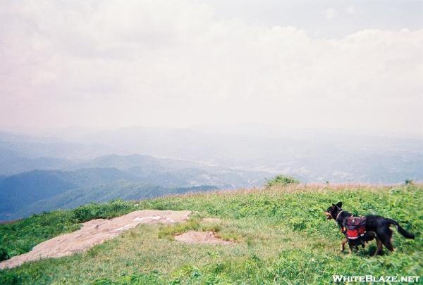 My dog, Coco on Hump Mtn.