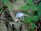 Line Creek Nature Area, Peachtree City, Ga by mriets1 in Day Hikers