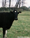 Cow with white blaze