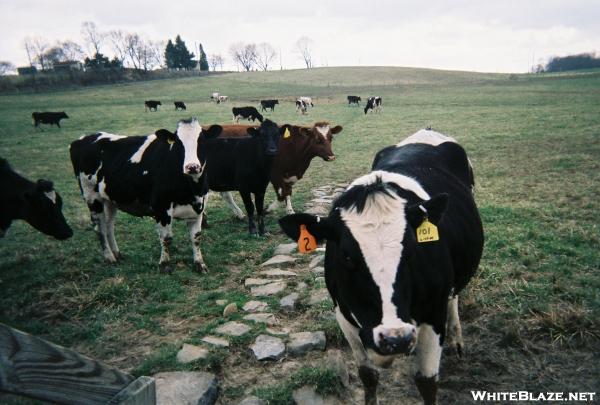 Farm on Bernheisel Bridge Road