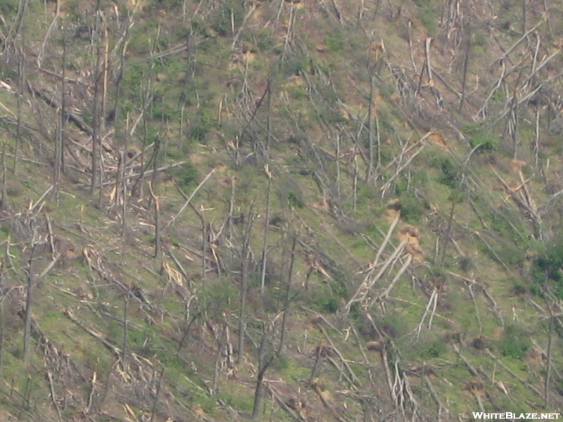 Tornado damage