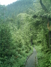 Ketchikan - Deer Mountain Trail 2