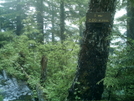 Ketchikan - Deer Mountain Trail 9 by camojack in Special Points of Interest