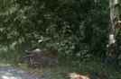 Vancouver - Stanley Park Raccoons