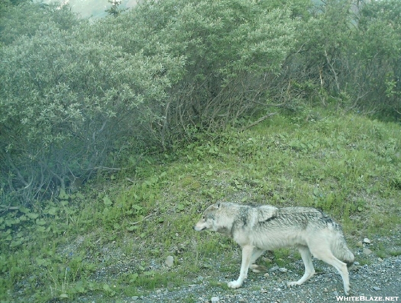 Denali N.p. 2008 Wolf 2