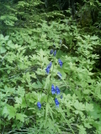 Skagway Trails - Flowers by camojack in Special Points of Interest