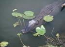 Florida - The Everglades, Mostly by camojack in Other Trails