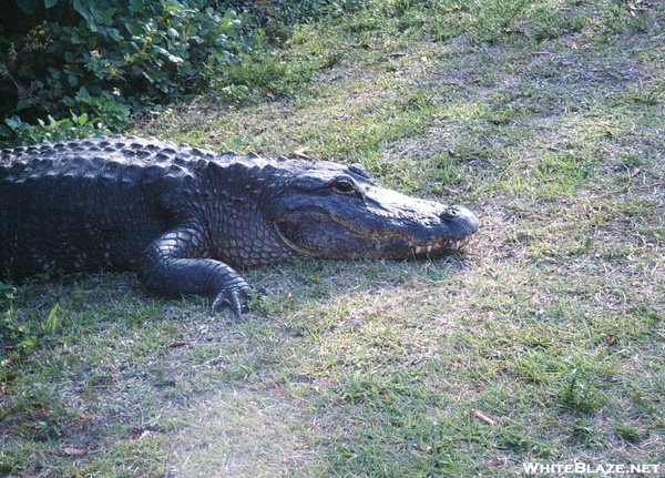 Florida - The Everglades, Mostly