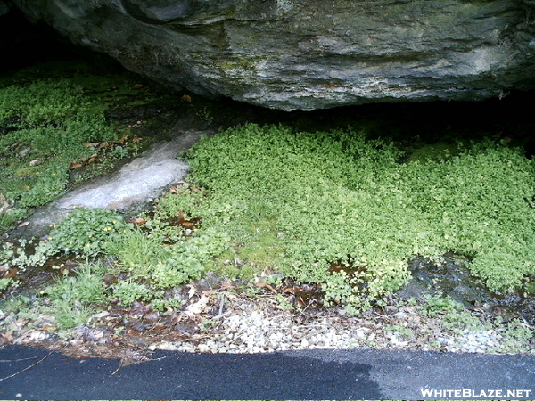 Wissahickon Clean-up