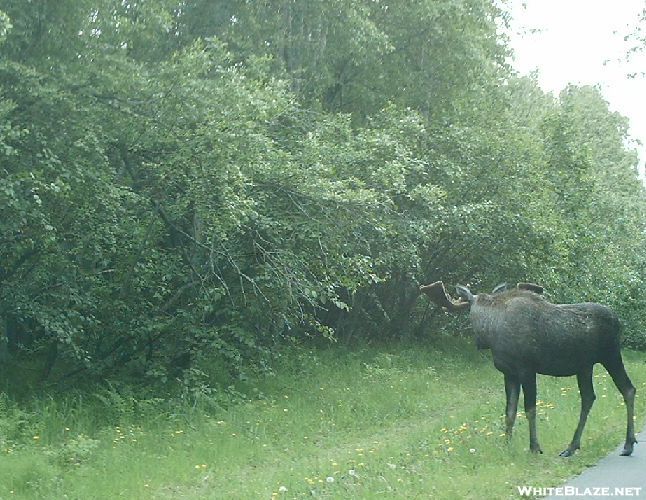 Moose Along Tony Knowles Coastal Trail 2