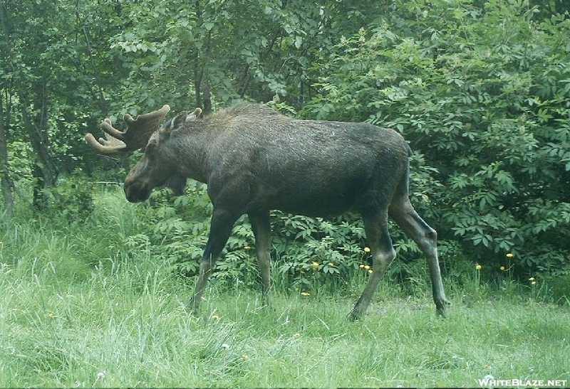 Moose Along Tony Knowles Coastal Trail