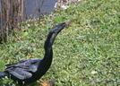 Florida - The Everglades, Mostly by camojack in Other Trails