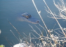 Florida - The Everglades, Mostly by camojack in Other Trails