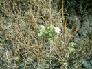 Hiking In Hawaii 2008 by camojack in Other Trails