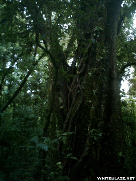 Big Tree Along Wilford Guindon Trail