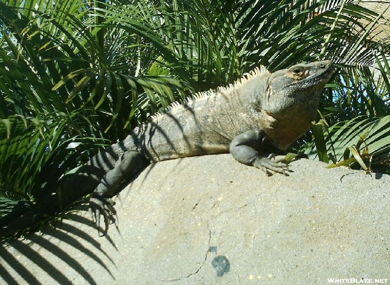 Big Iguana