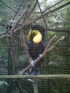 Toucan In The National Zoo by camojack in Special Points of Interest