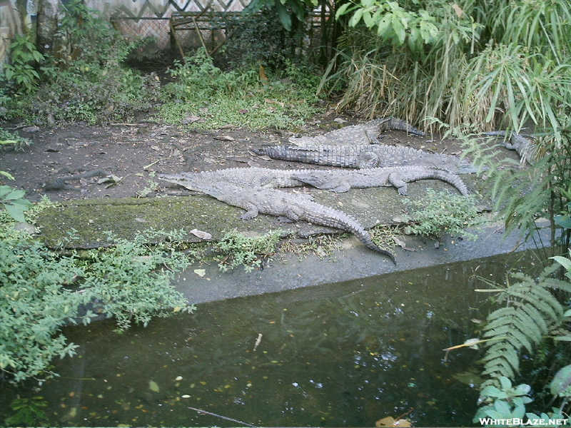 'gators In The National Zoo