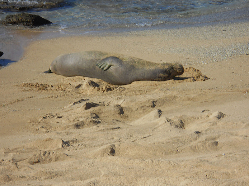 Hawaiian monk seal on Ni'ihau