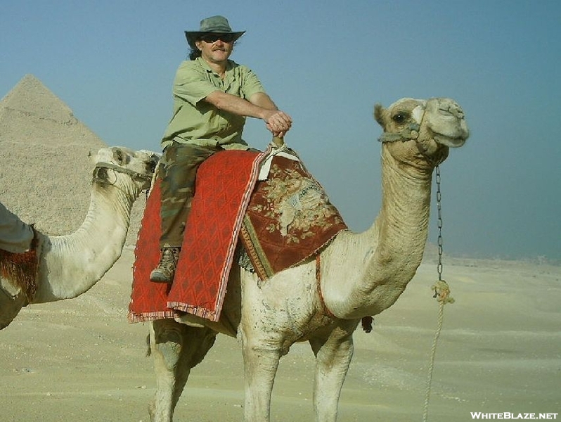 "camel Jack"