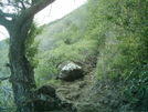 Muliwai Trail 2
