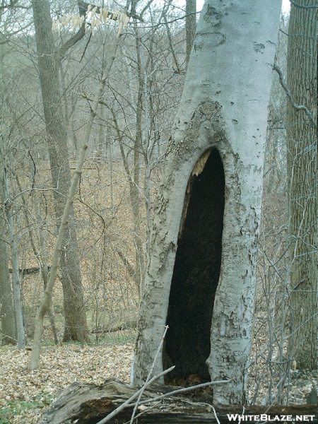 Wissahickon Clean-up