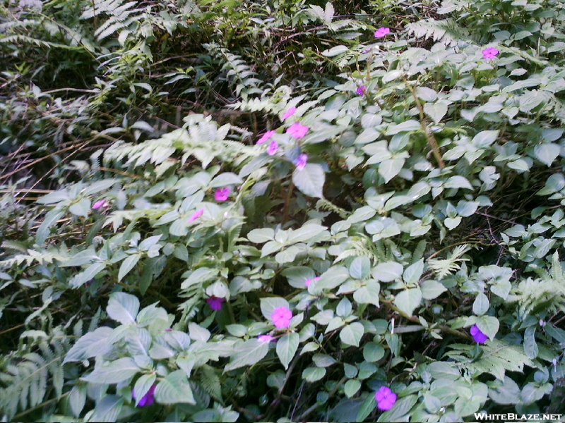 Hanakapi'ai Falls Trail Flowers