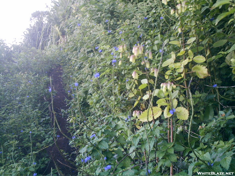 Kalalau Trail Flowers 2