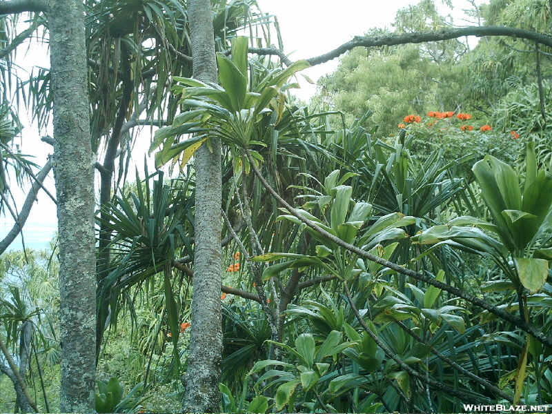 Kalalau Trail View 5