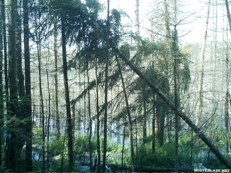 Sucker Pond Through Trees