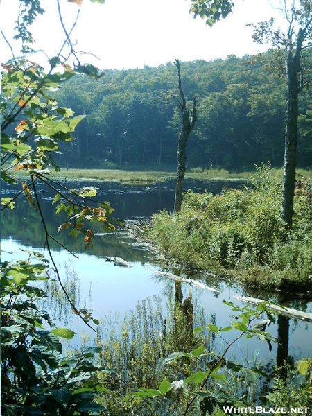 Scrub Hill Beaver Pond 10