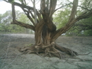 Lanai 2010 - Interesting Tree Near Hulopo'e Beach