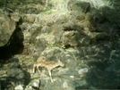 Lanai 2010 - Spotted Fawn Near Fisherman's Trail