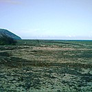 Niihau 2011 albatross on nest 