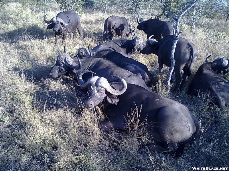 S. African Safari 2011 - Water Buffalo