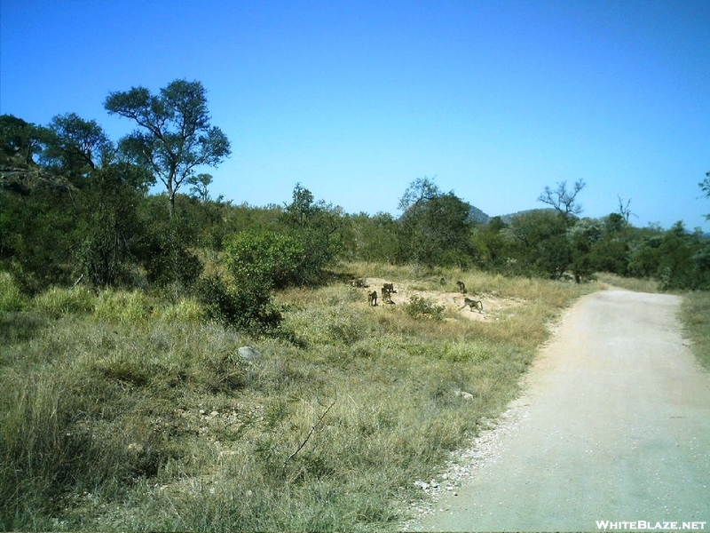 S. African Safari 2011 Baboons